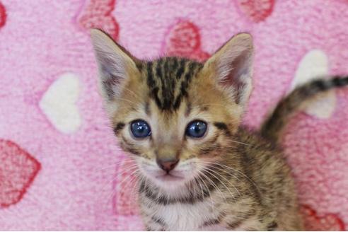 成約済の埼玉県のベンガル-10の4枚目