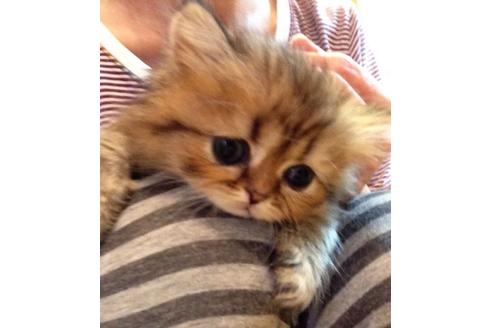 成約済の京都府のペルシャ(チンチラ)-157の2枚目