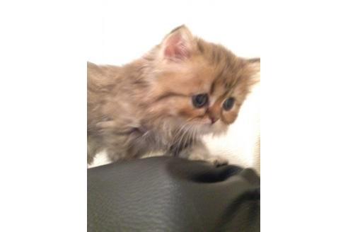 成約済の京都府のペルシャ(チンチラ)-157の3枚目