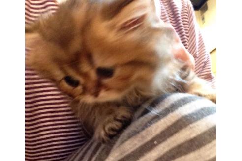 成約済の京都府のペルシャ(チンチラ)-157の4枚目