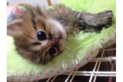 成約済の京都府のペルシャ(チンチラ)-158の3枚目