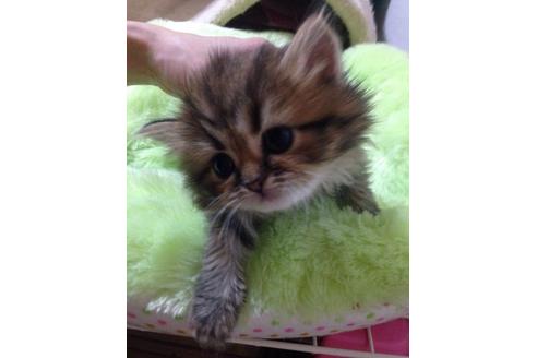 成約済の京都府のペルシャ(チンチラ)-158の4枚目