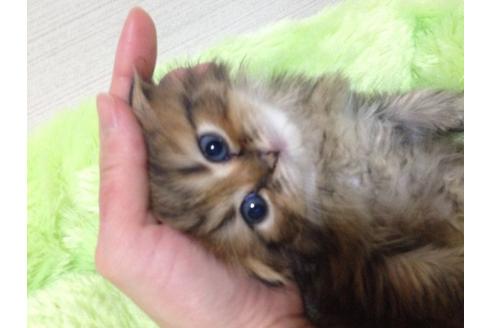 成約済の京都府のペルシャ(チンチラ)-158の5枚目