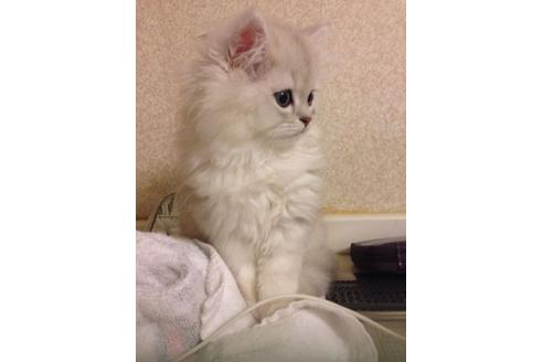 成約済の京都府のペルシャ(チンチラ)-159の2枚目