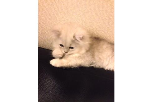 成約済の京都府のペルシャ(チンチラ)-159の3枚目