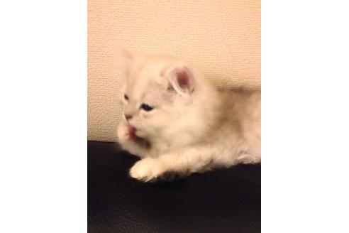 成約済の京都府のペルシャ(チンチラ)-159の4枚目