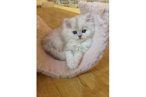 成約済の京都府のペルシャ(チンチラ)-159の5枚目