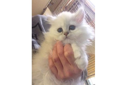 成約済の京都府のペルシャ(チンチラ)-160の1枚目