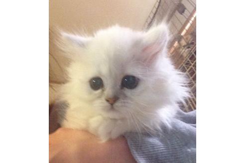 成約済の京都府のペルシャ(チンチラ)-160の2枚目