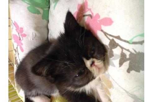 成約済の京都府のエキゾチックショートヘア-163の3枚目