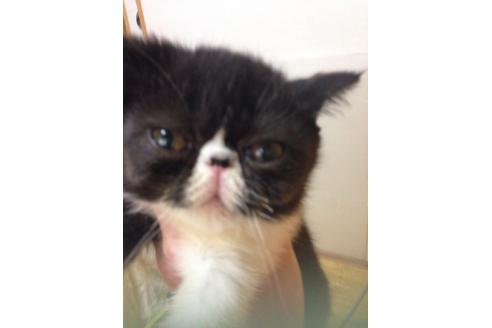 成約済の京都府のエキゾチックショートヘア-163の5枚目