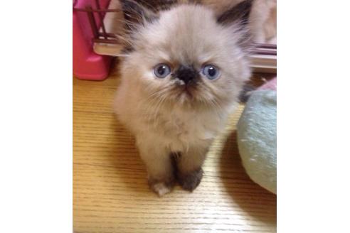 成約済の京都府のヒマラヤン-164の1枚目