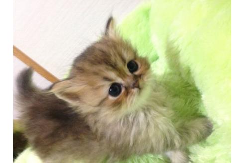 成約済の京都府のペルシャ(チンチラ)-166の1枚目