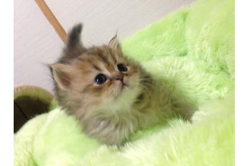 成約済の京都府のペルシャ(チンチラ)-166の2枚目