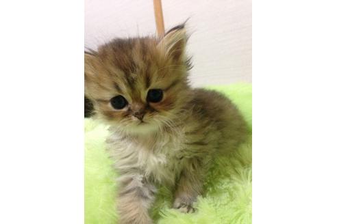 成約済の京都府のペルシャ(チンチラ)-166の4枚目