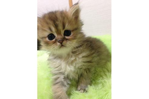 成約済の京都府のペルシャ(チンチラ)-166の5枚目