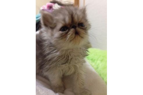 成約済の京都府のペルシャ-167の1枚目