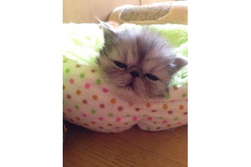 成約済の京都府のペルシャ-167の5枚目