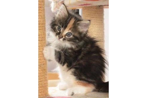 成約済の茨城県のノルウェージャンフォレストキャット-210の2枚目