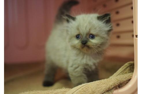 成約済の東京都のヒマラヤン-257の3枚目