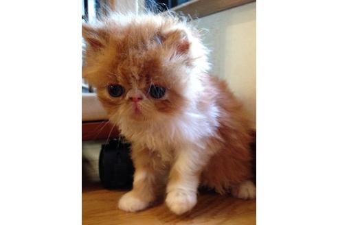 成約済の京都府のペルシャ-379の5枚目