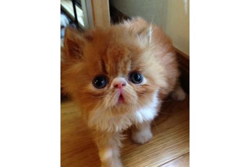 成約済の京都府のペルシャ-379の4枚目