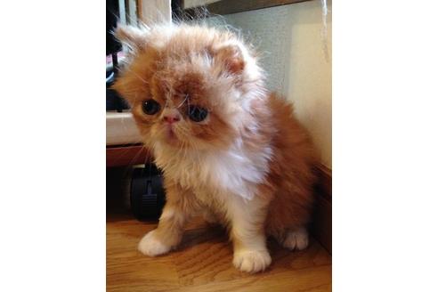 成約済の京都府のペルシャ-379の3枚目