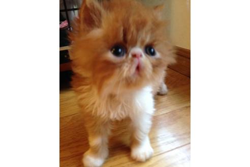 成約済の京都府のペルシャ-379の2枚目