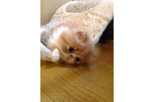 成約済の京都府のペルシャ-379の1枚目