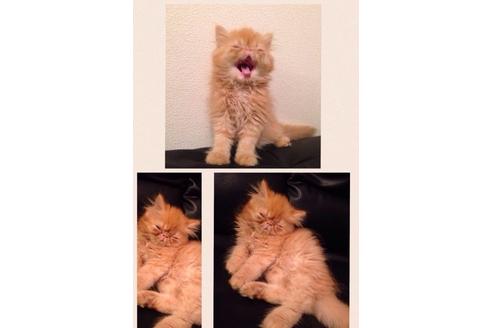 成約済の京都府のペルシャ-378の4枚目