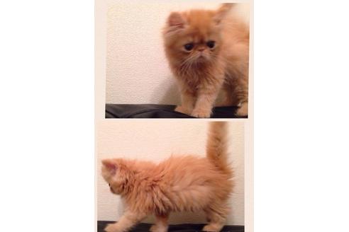 成約済の京都府のペルシャ-378の3枚目