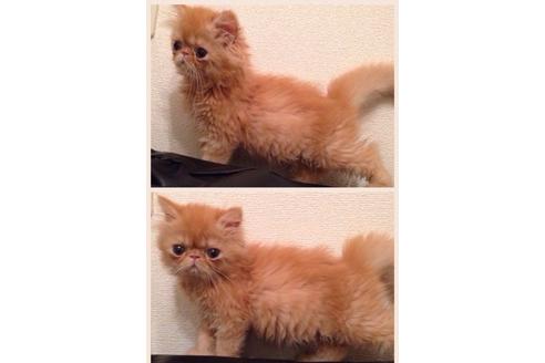 成約済の京都府のペルシャ-378の2枚目