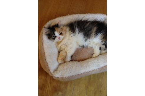 成約済の京都府のペルシャ-377の5枚目