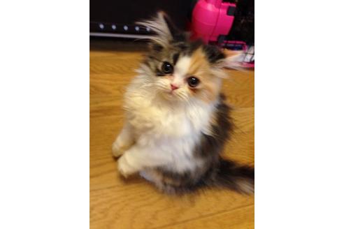 成約済の京都府のペルシャ-377の4枚目