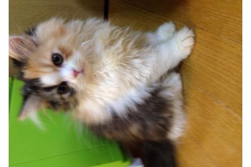 成約済の京都府のペルシャ-377の3枚目