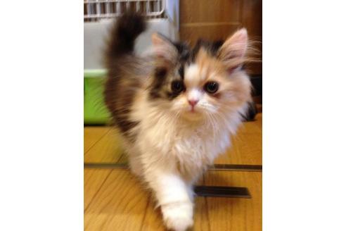 成約済の京都府のペルシャ-377の2枚目