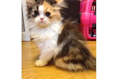 成約済の京都府のペルシャ-377の1枚目