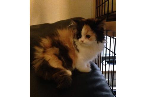 成約済の京都府のペルシャ-376の5枚目