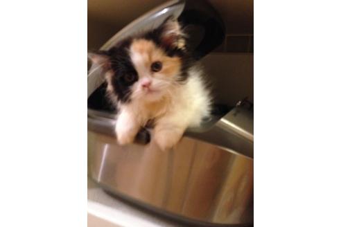 成約済の京都府のペルシャ-376の3枚目