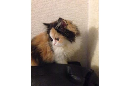 成約済の京都府のペルシャ-376の2枚目