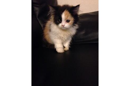 成約済の京都府のペルシャ-376の1枚目