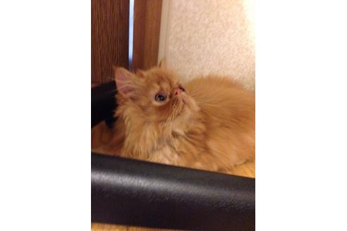 成約済の京都府のペルシャ-375の3枚目