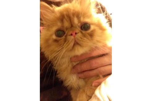 成約済の京都府のペルシャ-374の4枚目