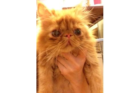 成約済の京都府のペルシャ-374の3枚目