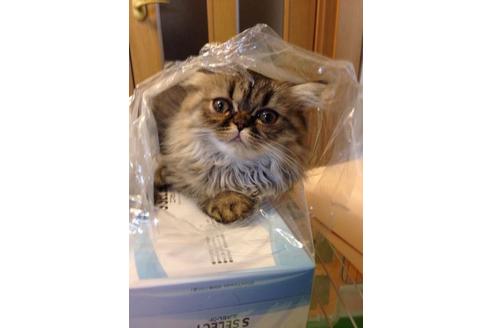 成約済の京都府のペルシャ(チンチラ)-373の5枚目