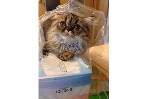 成約済の京都府のペルシャ(チンチラ)-373の4枚目