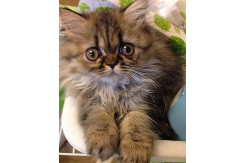 成約済の京都府のペルシャ(チンチラ)-373の3枚目