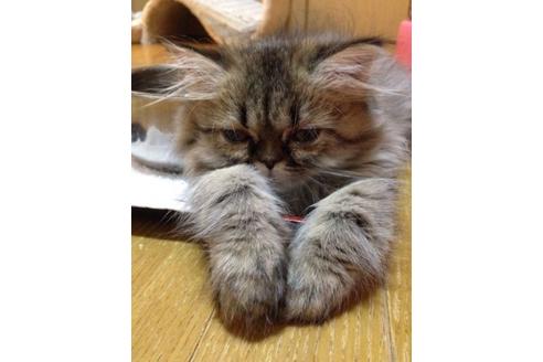 成約済の京都府のペルシャ(チンチラ)-373の2枚目