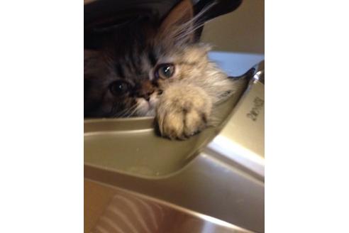 成約済の京都府のペルシャ(チンチラ)-373の1枚目