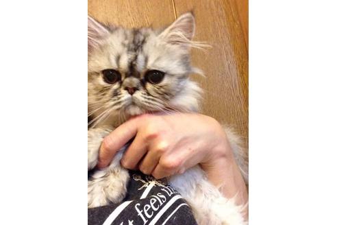 成約済の京都府のペルシャ-426の2枚目